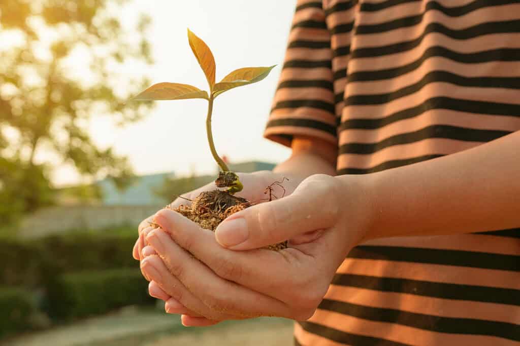 Hands holding a young plant representing growth, trust, and long-term financial relationships with clients.
